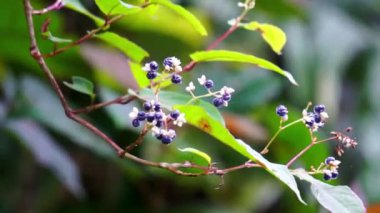 Persicaria chinensis (Polygonum chinense, sürünen akıllı ot, Çin knototu). Geleneksel Çin ilacı olarak ülser, egzama, mide ağrısı ve çeşitli iltihaplı deri hastalıklarını tedavi etmek için kullanılıyor.