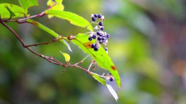Persicaria chinensis (Polygonum chinense, sürünen akıllı ot, Çin knototu). Geleneksel Çin ilacı olarak ülser, egzama, mide ağrısı ve çeşitli iltihaplı deri hastalıklarını tedavi etmek için kullanılıyor.