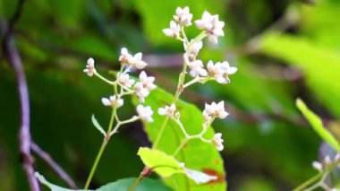 Persicaria chinensis (Polygonum chinense, sürünen akıllı ot, Çin knototu). Geleneksel Çin ilacı olarak ülser, egzama, mide ağrısı ve çeşitli iltihaplı deri hastalıklarını tedavi etmek için kullanılıyor.