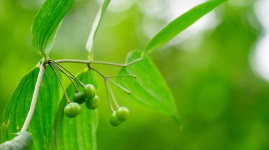 Polygonatum biflorum (Süleyman 'ın Mührü, Süleyman' ın Mührü). Pürüzsüz Süleyman 'ın mührünün bitkisel ilaçlarda neredeyse bir düzine kullanımı olmuştur.