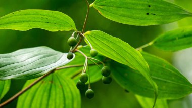 Polygonatum biflorum (Süleyman 'ın Mührü, Süleyman' ın Mührü). Pürüzsüz Süleyman 'ın mührünün bitkisel ilaçlarda neredeyse bir düzine kullanımı olmuştur.