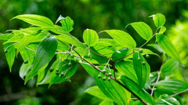 Polygonatum biflorum (Süleyman 'ın Mührü, Süleyman' ın Mührü). Pürüzsüz Süleyman 'ın mührünün bitkisel ilaçlarda neredeyse bir düzine kullanımı olmuştur.