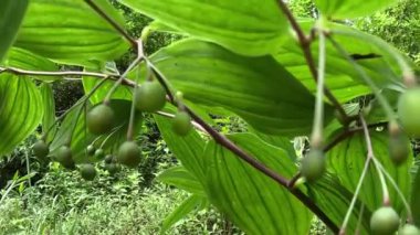Polygonatum biflorum (Süleyman 'ın Mührü, Süleyman' ın Mührü). Pürüzsüz Süleyman 'ın mührünün bitkisel ilaçlarda neredeyse bir düzine kullanımı olmuştur.