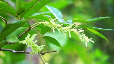 Pterocarya tonkinensis (yue nan feng yang, Tonkin Wingnut, Pterocarya stenoptera). Bu ağaç Juglandaceae veya ceviz familyasından.