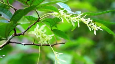 Pterocarya tonkinensis (yue nan feng yang, Tonkin Wingnut, Pterocarya stenoptera). Bu ağaç Juglandaceae veya ceviz familyasından.