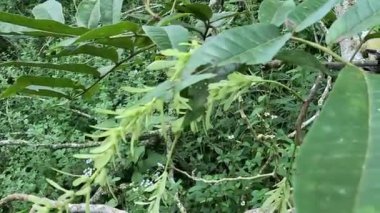 Pterocarya tonkinensis (yue nan feng yang, Tonkin Wingnut, Pterocarya stenoptera). Bu ağaç Juglandaceae veya ceviz familyasından.