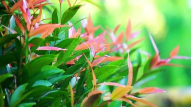 Doğadaki Syzygium oleina. Bu bitki ayrıca Syzygium oleina, pucuk merah, daun pucuk merah, ve Syzygium myrtifolium