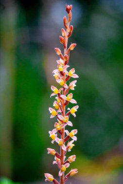 Rhomboda abbreviata. Rhomboda, commonly known as velvet jewel orchids clipart