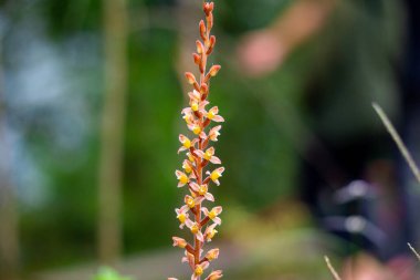 Rhomboda kısaltması. Rhomboda, genellikle kadife mücevher orkideleri olarak bilinir.
