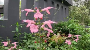 Salvia coccinea (Salvia coccinea, kan bilgesi, kızıl adaçayı, Teksas adaçayı veya tropikal adaçayı). Yaprakları çaya dönüştüğünde öksürük ve soğuk algınlığını yatıştırır.