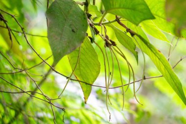 Sirih hutan (sirihan, piper aduncum, dikenli biber, dikenli biber, matico). Bu bitki kanamaları durdurmak ve ülserleri tedavi etmek için kullanıldı.