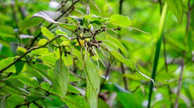Sirih hutan (sirihan, piper aduncum, dikenli biber, dikenli biber, matico). Bu bitki kanamaları durdurmak ve ülserleri tedavi etmek için kullanıldı.