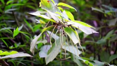 Sirih hutan (sirihan, piper aduncum, dikenli biber, dikenli biber, matico). Bu bitki kanamaları durdurmak ve ülserleri tedavi etmek için kullanıldı.