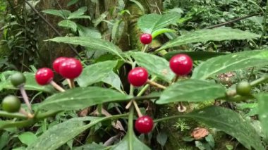 Solanum neesianum (Lycianthes subtruncata, Lycianthes neesiana). Nees İtüzümü 1-2 metre boyunda, kadife tüylü, kabarık tüyleri olan tüysüz bir çalıdır.