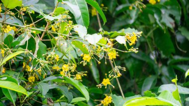 Stigmaphyllon çeşitlemesi. Stigmaphyllon, Malpighiaceae familyasından 75 cins çiçekli bir bitki familyasıdır.