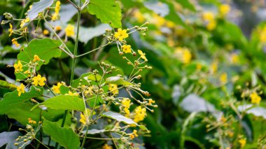 Stigmaphyllon çeşitlemesi. Stigmaphyllon, Malpighiaceae familyasından 75 cins çiçekli bir bitki familyasıdır.