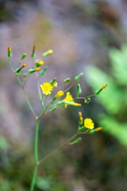 Youngia japonica, commonly called Oriental false hawksbeard. The plant is antitussive and febrifuge clipart