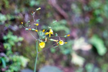 Youngia japonica, commonly called Oriental false hawksbeard. The plant is antitussive and febrifuge clipart