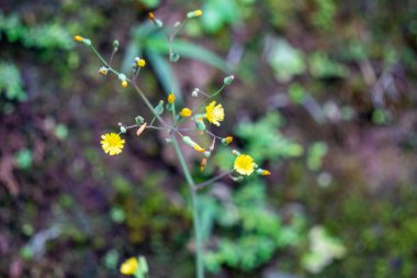 Youngia japonica, genellikle Doğulu sahte şahin sakalı olarak bilinir. Bitki antitusif ve febrifüjdür.
