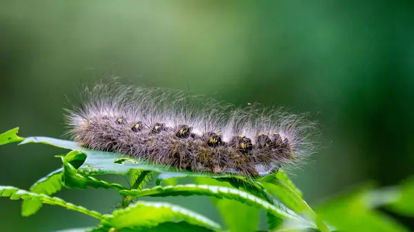 stock image Close-up hairy caterpillars walk on leaves with a natural background