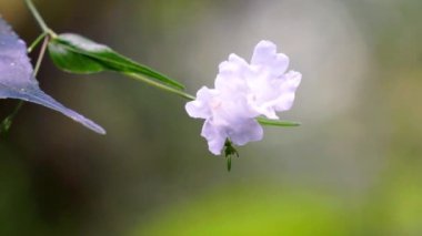 Strobilanthes sp. Trobilanthes, Acanthaceae familyasından yaklaşık 350 bitki türü.