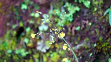 Youngia japonica, genellikle Doğulu sahte şahin sakalı olarak bilinir. Bitki antitusif ve febrifüjdür.