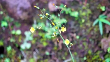 Youngia japonica, genellikle Doğulu sahte şahin sakalı olarak bilinir. Bitki antitusif ve febrifüjdür.