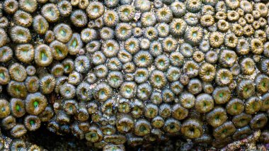 Zoanthus sp. Zoanthus, Zoanthidae familyasından bir anthozoan cinsidir.