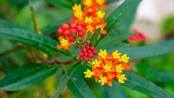 stock image Asclepias curassavica (tropical milkweed, bloodflower or blood flower, cotton bush). Asclepias curassavica contains several cardiac glycosides
