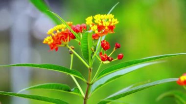 Asclepias curassavica (tropikal süt otu, kan çiçeği veya kan çiçeği, pamuk çalısı). Asclepias curassavica birkaç kardiyak glikozit içerir