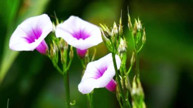Ipomoea amnicola (Redcenter Sabah Zaferi). Ipomoea amnicola nemli toprak ortamını tercih eder