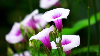 Ipomoea amnicola (Redcenter Sabah Zaferi). Ipomoea amnicola nemli toprak ortamını tercih eder