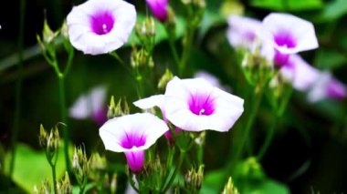 Ipomoea amnicola (Redcenter Sabah Zaferi). Ipomoea amnicola nemli toprak ortamını tercih eder