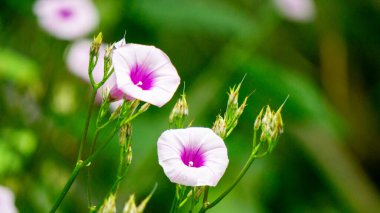 Ipomoea amnicola (Redcenter Sabah Zaferi). Ipomoea amnicola nemli toprak ortamını tercih eder