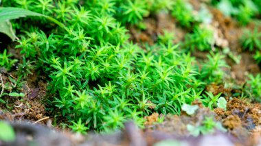 Timmia megapolitana (Hint tüyü yosunu, savaşçı yosun). Birçok yosun türü tıbbi amaçlar için kullanılır.