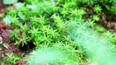 Timmia megapolitana (Hint tüyü yosunu, savaşçı yosun). Birçok yosun türü tıbbi amaçlar için kullanılır.