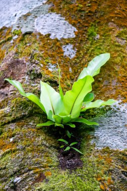 Asplenium nidus (yuva eğreltiotu, kuş yuvası eğreltiotu). Asplenium nidus, Aspleniaceae familyasından bir eğrelti otudur.