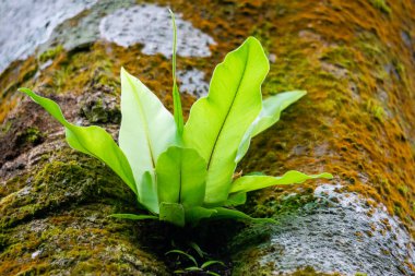 Asplenium nidus (yuva eğreltiotu, kuş yuvası eğreltiotu). Asplenium nidus, Aspleniaceae familyasından bir eğrelti otudur.