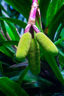 Benstonea kurzii (pandan sili, Srengseng, Pandanus caricosus, Pandanus kurzii). Benstonea Kurzii, Java 'da sınırlı dağılımı (endemik) olan pandana benzer bir bitkinin adıdır.