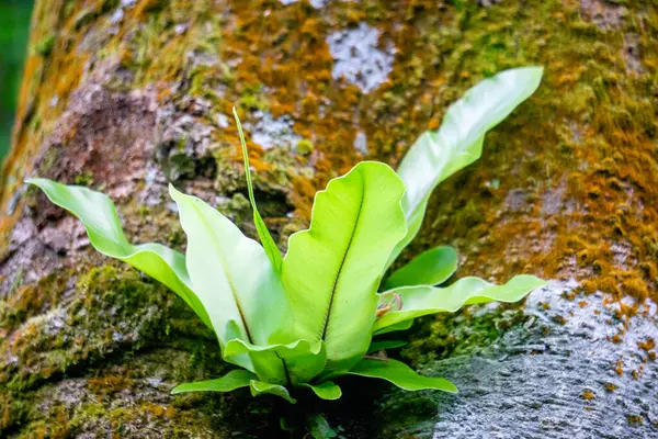 stock image Asplenium nidus (nest fern, bird's-nest fern). Asplenium nidus is an epiphytic species of fern in the family Aspleniaceae