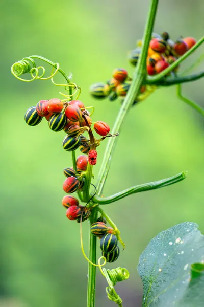 stock image Bryonopsis laciniosa. Bryonies are occasionally grown in gardens and some species find use in herbal medicine