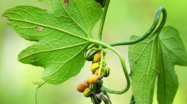 Bryonopsis laciniosa. Bryonie 'ler ara sıra bahçelerde yetişir ve bazı türler bitkisel ilaçlarda kullanılır.