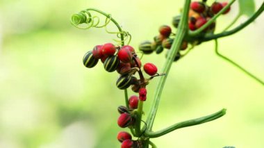 Bryonopsis laciniosa. Bryonie 'ler ara sıra bahçelerde yetişir ve bazı türler bitkisel ilaçlarda kullanılır.