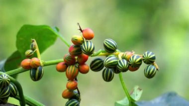 Bryonopsis laciniosa. Bryonie 'ler ara sıra bahçelerde yetişir ve bazı türler bitkisel ilaçlarda kullanılır.