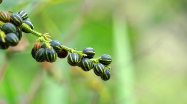 Bryonopsis laciniosa. Bryonie 'ler ara sıra bahçelerde yetişir ve bazı türler bitkisel ilaçlarda kullanılır.