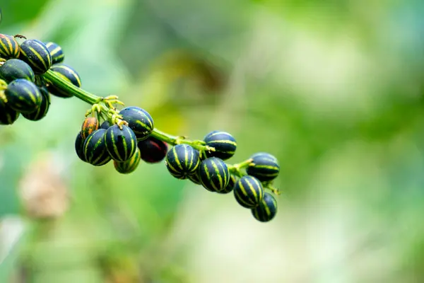 stock image Bryonopsis laciniosa. Bryonies are occasionally grown in gardens and some species find use in herbal medicine