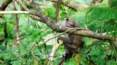 Macaca fascicularis (Monyet kra, kera ekor panjang, monyet ekor panjang, long-tailed macaque, monyet pemakan kepiting, crab-eating monkey) on the tree.