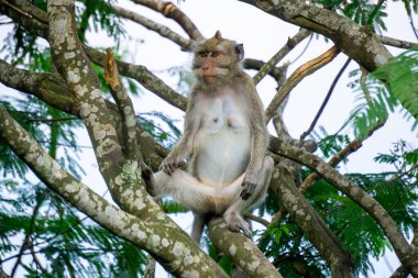 Macaca fascicularis (Monyet kra, kera ekor panjang, monyet ekor panjang, long-tailed macaque, monyet pemakan kepiting, crab-eating monkey) on the tree.