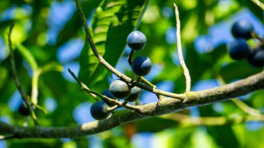 Elaeocarpus ganitrus (Jenitri, Ganitri, ganitris, ganitris). Meyve oldukça büyük tohumlarla mor renklidir ve genellikle takılarda boncuk olarak kullanılır. 