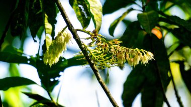 Elaeocarpus ganitrus (Jenitri, Ganitri, ganitris, ganitris). Meyve oldukça büyük tohumlarla mor renklidir ve genellikle takılarda boncuk olarak kullanılır. 